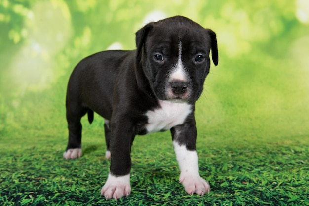 Czarno-biały pies American Staffordshire Terrier lub szczeniak AmStaff na zielonym tle