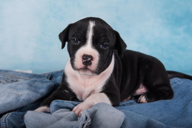 Czarno-biały pies amerykański staffordshire terrier lub szczeniak amstaff na niebieskim tle