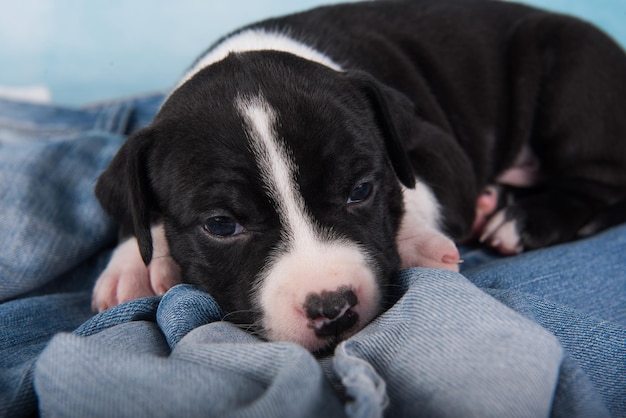 Czarno-biały Pies Amerykański Staffordshire Terrier Lub Szczeniak Amstaff Na Niebieskim Tle