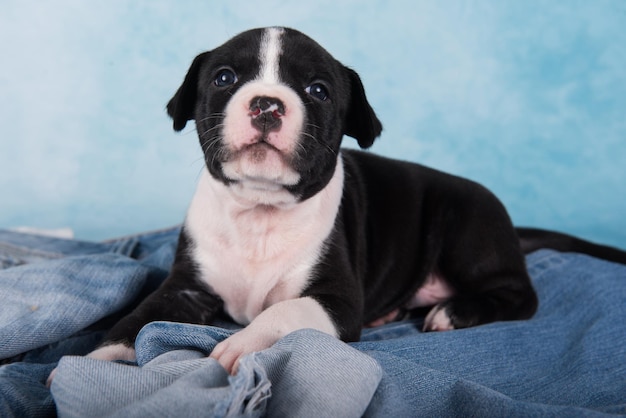 Czarno-biały pies amerykański staffordshire terrier lub szczeniak amstaff na niebieskim tle