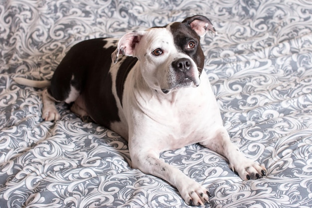 Czarno-biały pies leży na łóżku amerykański Staffordshire Terrier