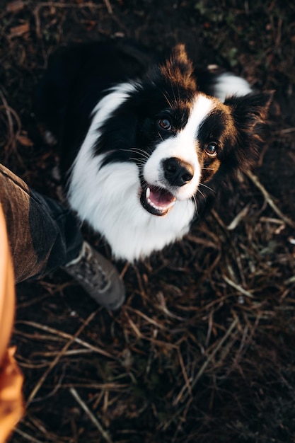 Czarno-biały pies rasy border collie siedzący na ciemnej ziemi