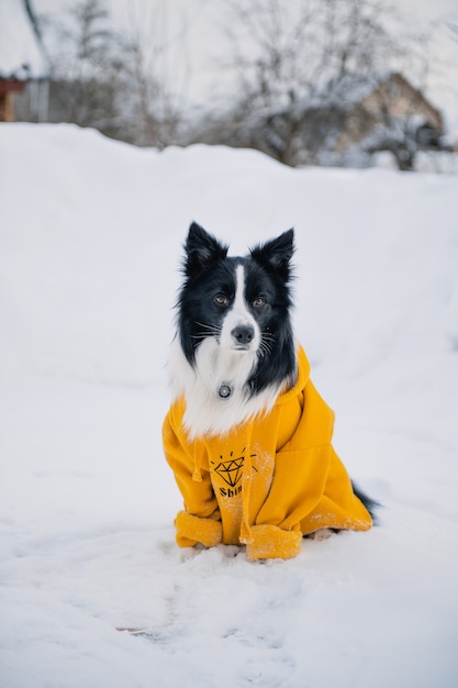 Czarno-biały pies rasy border collie w bluzie siedzi na śniegu