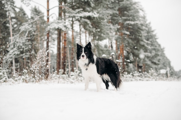 Czarno-biały pies rasy border collie w zaśnieżonym lesie