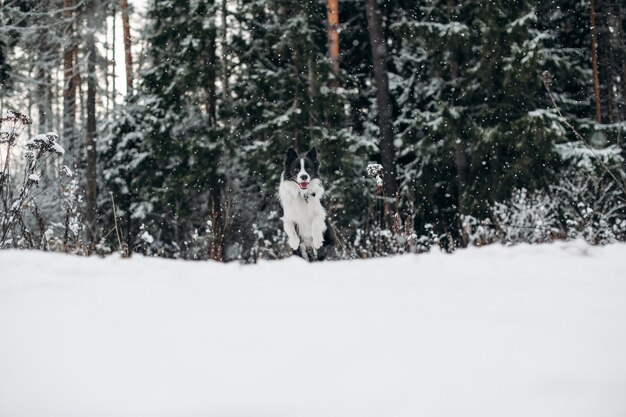 Czarno-biały pies rasy border collie w zaśnieżonym lesie
