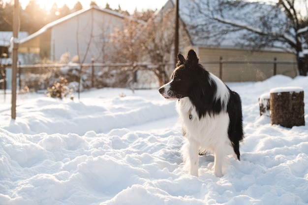 Czarno-biały pies rasy border collie w zimowy słoneczny dzień
