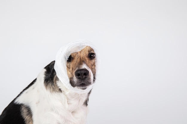 Czarno-biały pies z bandażem na głowie na białym tle
