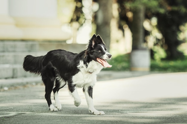 Czarno-biały pies z wystającym różowym językiem idzie ulicą.