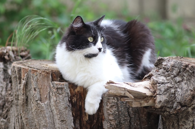 czarno-biały puszysty kot siedzi na pniu obok klombu duże zielone oczy