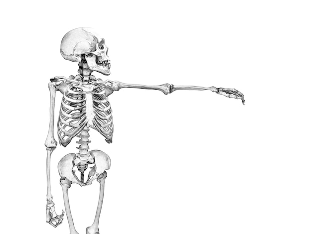 Czarno-biały rysunek ludzkiego szkieletu na białym tle