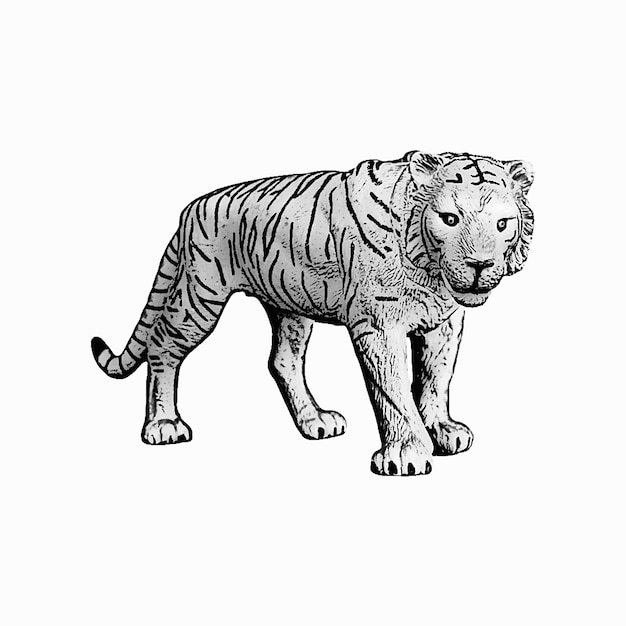 Czarno-biały rysunek tygrysa na białym tle