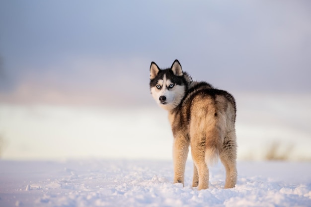 Czarno-biały siberian husky z niebieskimi oczami spaceruje zimą po śniegu na tle wieczornego nieba