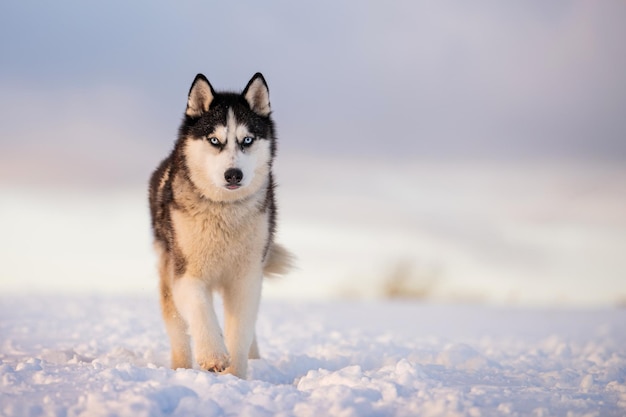 Czarno-biały siberian husky z niebieskimi oczami spaceruje zimą po śniegu na tle wieczornego nieba