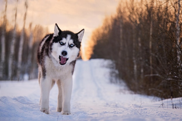 Czarno-biały siberian husky z niebieskimi oczami spaceruje zimą po śniegu na tle wieczornego nieba