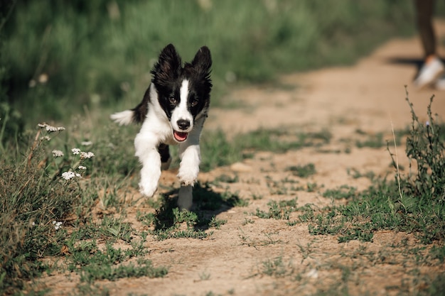 Czarno-biały szczeniak rasy border collie działa w polu