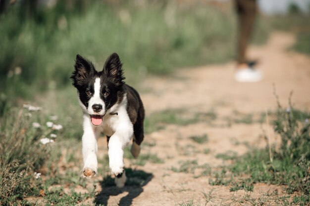 Czarno-biały szczeniak rasy border collie działa w polu