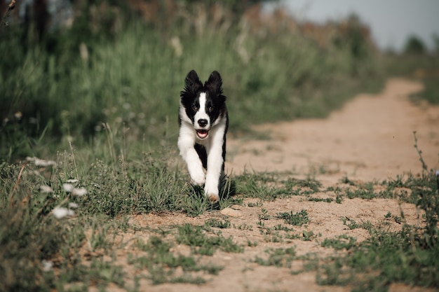 Czarno-biały szczeniak rasy border collie działa w polu