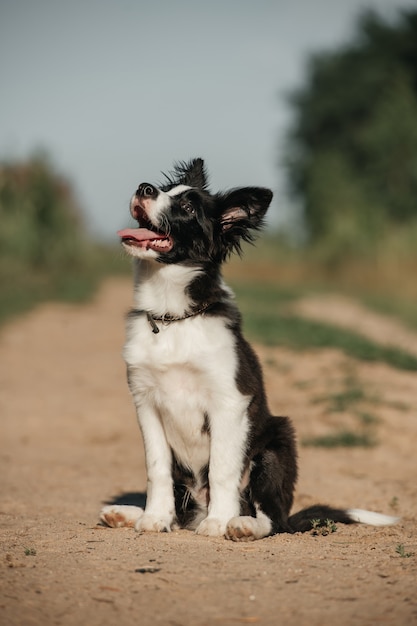 Czarno-biały szczeniak rasy border collie w polu