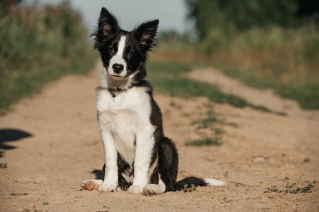 Czarno-biały szczeniak rasy border collie w polu