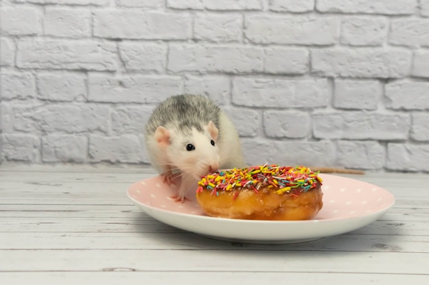 Czarno-biały szczur jedzenie słodkiego ciasta pączkowego. Nie na diecie.urodziny.