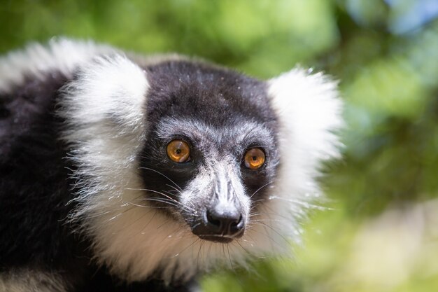 Zdjęcie czarno-biały vari lemur wygląda dość ciekawie.