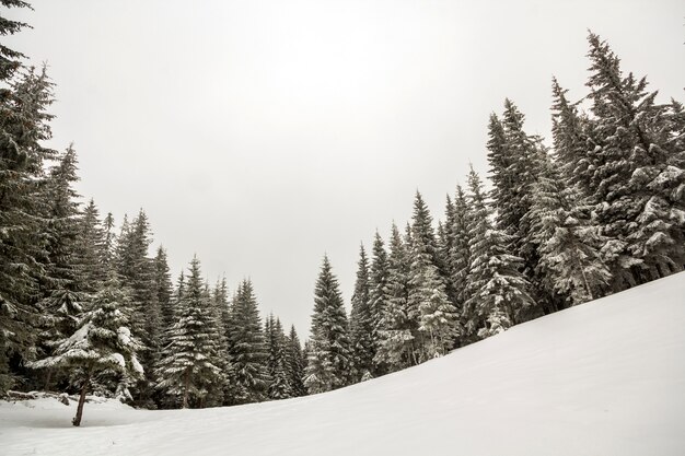 Czarno-biały zimowy góry Nowy Rok Boże Narodzenie krajobraz. Wysokie sosny pokryte mrozem w głębokim śniegu w zimowym lesie.