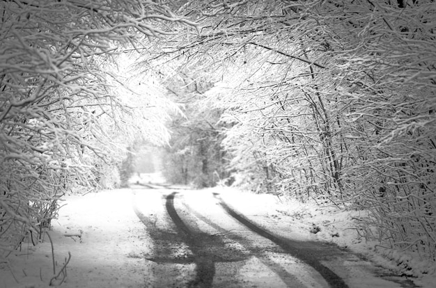 Czarno-biały zimowy krajobraz Czarno-biała zimowa fotografia Śnieżyca w parku