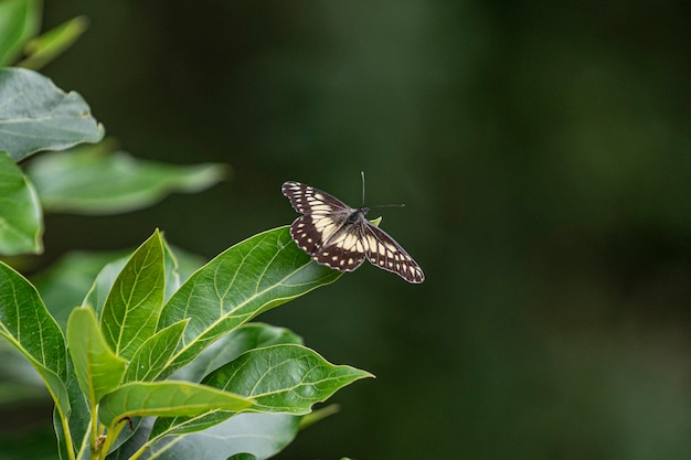 Czarno-brązowy motyl na liściu w naturze