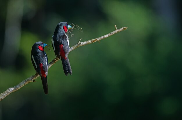 Czarno-czerwony broadbill na gałęzi