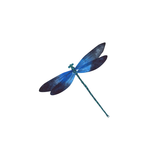 Czarno-niebieska ważka ze szczegółowymi skrzydłami na białym tle Akwarela ręcznie rysowane realistyczne latające owady llustration do projektowania