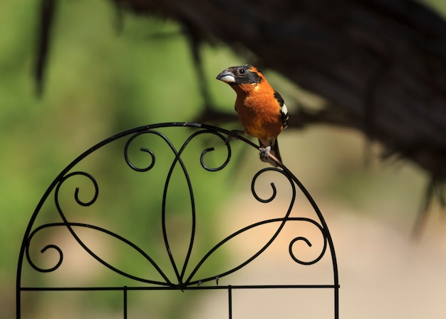 Zdjęcie czarnogłowy grosbeak bird perching na dekoracje ogrodowe