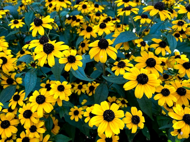 Czarnooka Susan. Rudbeckia Hirta. żółty Kwiatek