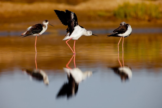 Czarnoskrzydły Stilt