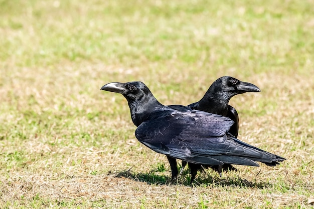 Czarnowron Corvus corone czarny ptak siedzący na gałęzi