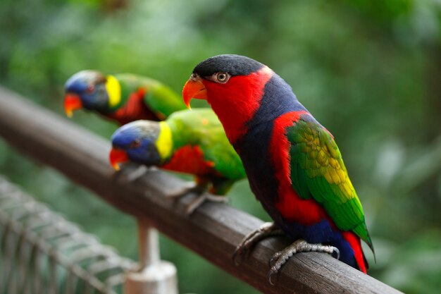 Czarnuszki (Lorius lory)