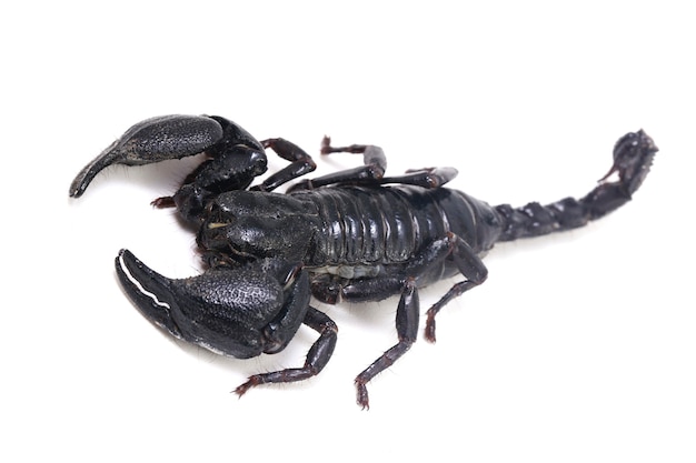 Czarny azjatycki skorpion leśny (Heterometrus) na białym tle