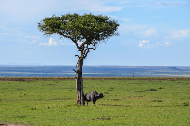 Czarny Bawół Na Sawannie Kenia Afryka