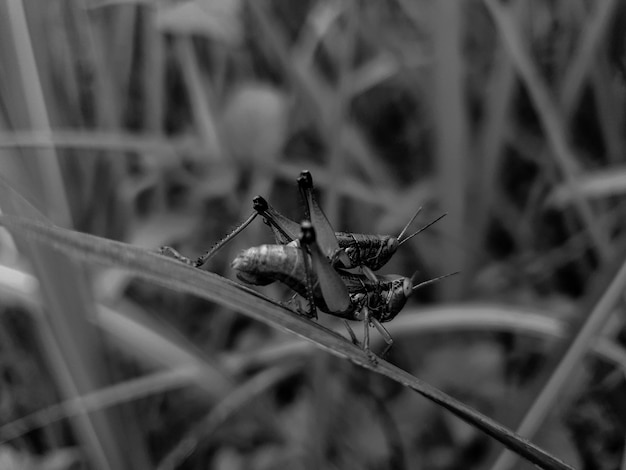 Zdjęcie czarny biały bliska krycia konik polny tło piękna natura koncepcja tropikalny liść