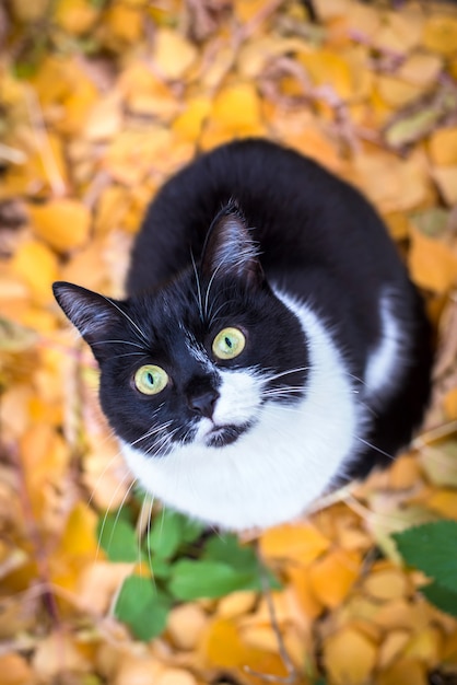Czarny biały kot na jesienny dywan z żółtymi liśćmi