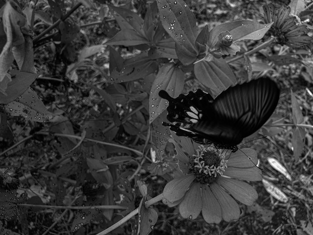 Czarny biały latający motyl na tle kwiatów cynia piękna przyroda