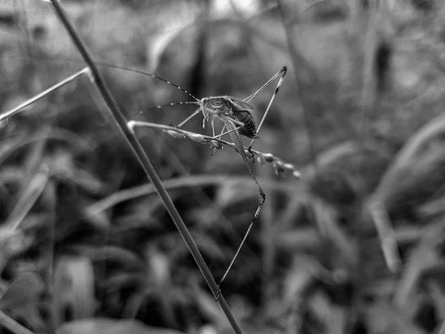 Czarny biały mały pająk wspinający się na trawę tło natura