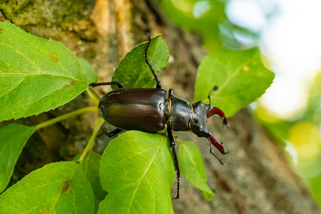 Czarny Bug Przylegający Do Krawędzi Liścia Rośliny. Makro Błędu. Tło Natura