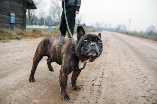 czarny buldog francuski spaceruje w chłodne dni