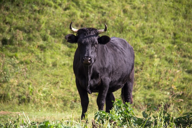 Czarny byk groźnie wyglądający na zielonej łące