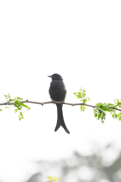 Czarny Drongo Dicrurus macrocercus sittign na gałęzi wierzchołka drzewa