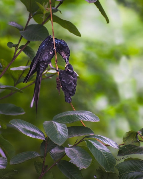 Czarny drongo Drongo-matka karmi swoje małe dziecko