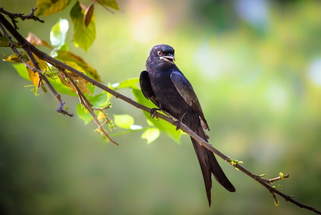 Czarny Drongo