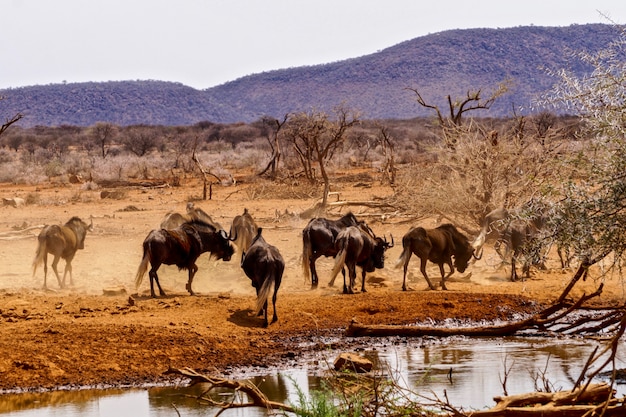 Czarny Gnu W Erindi Game Reserve, Namibia