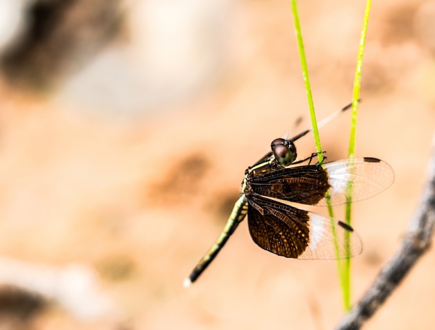 Czarny i biały dragonfly pokazuje skrzydła, ciało i oko szczegół na zielonej trawie jako naturalny plamy tło