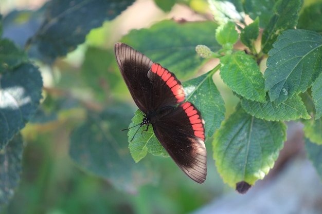 Czarny i pomarańczowy motyl na roślinie.